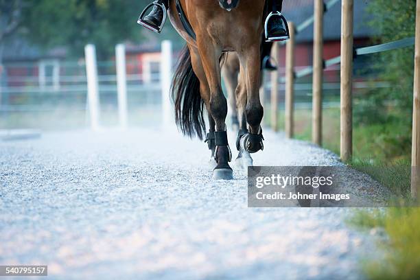 horseback riding, low section - horse hoof stock pictures, royalty-free photos & images