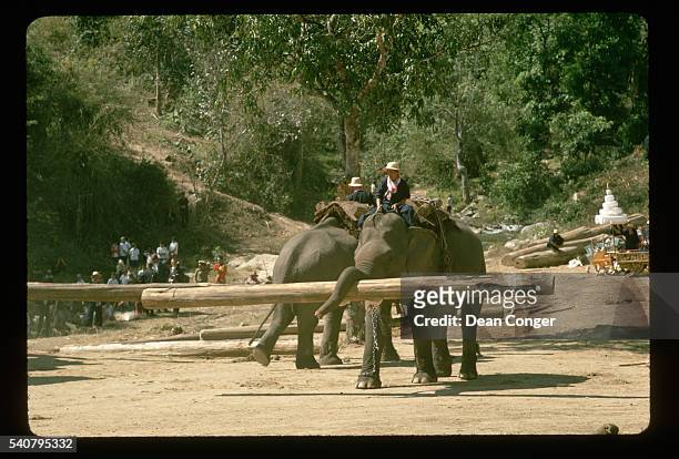 Indian elephants, ridden by their handlers, carry logs during a performance for the King of Thailand, Rama IX.