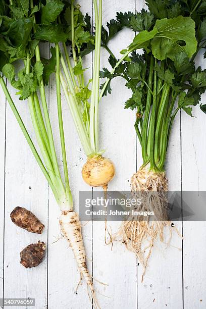 root vegetables on wooden background - knolselderij stockfoto's en -beelden