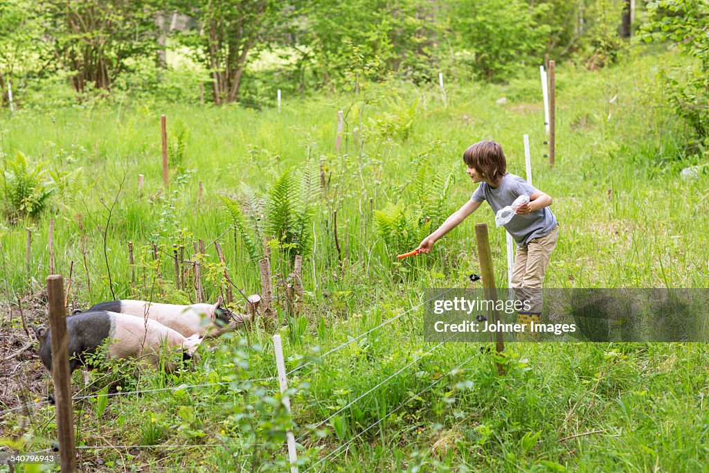 Boy feeding pigs