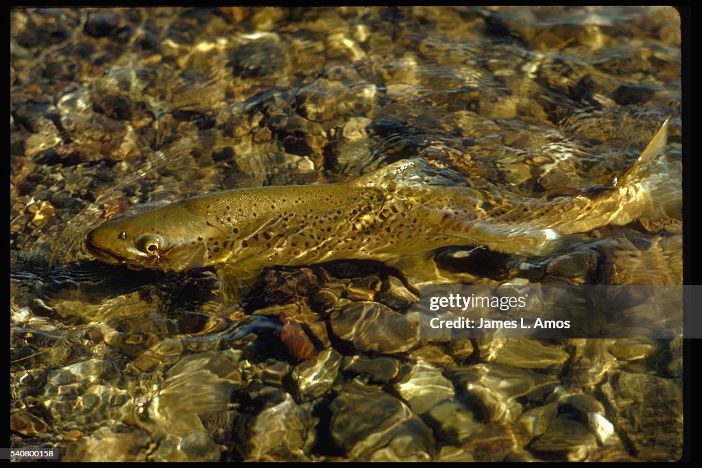 Hooked German Brown Trout