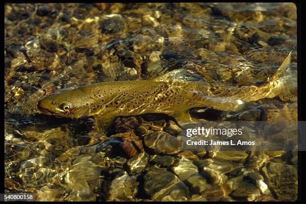 hooked german brown trout - brown trout stock pictures, royalty-free photos & images