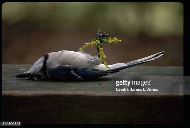 blue jay playing dead - playing dead stock pictures, royalty-free photos & images