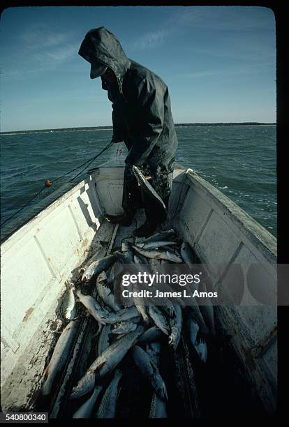 fisherman catches sea trout with net - chincoteague island stock pictures, royalty-free photos & images