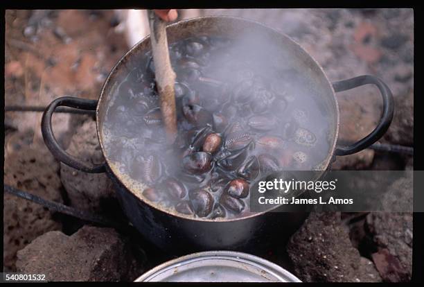 6,535 L Shell Stock Photos, High-Res Pictures, and Images - Getty Images