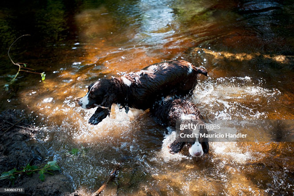 English spaniels splash in a woodland river dappled with sunlight.