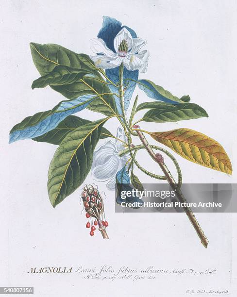 Magnolia Ramsgate 278 Magnolia Seeds Stock Photos, High-Res Pictures, and Images - Getty ...