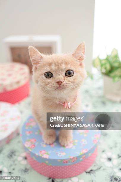 domestic cat - cat with collar stockfoto's en -beelden