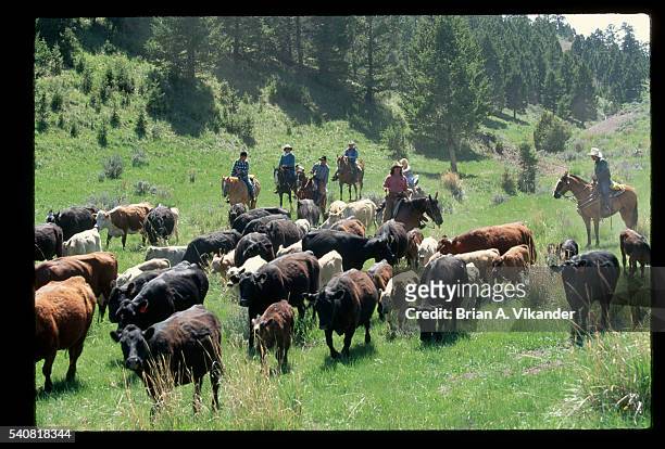 ranchers driving cattle herd - vee drijven stockfoto's en -beelden