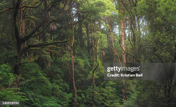 australian temperate rainforest jungle detail - jungle leaves stock-fotos und bilder