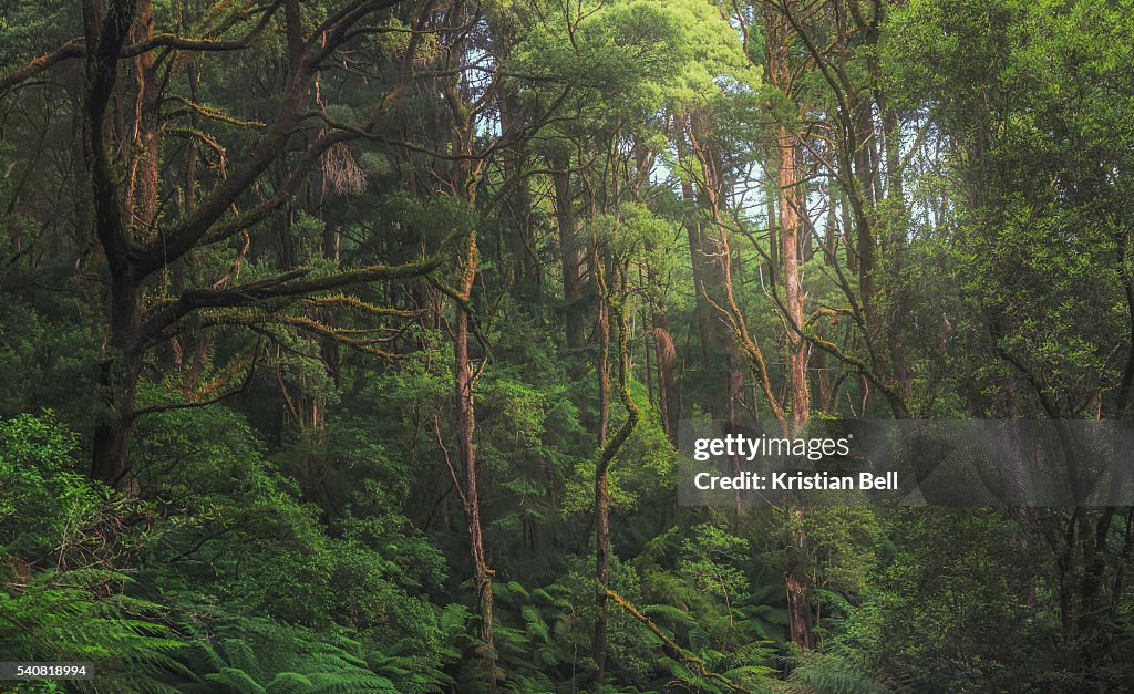 Australian temperate rainforest jungle detail