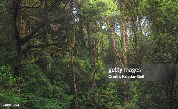 australian temperate rainforest jungle detail - floresta pluvial imagens e fotografias de stock