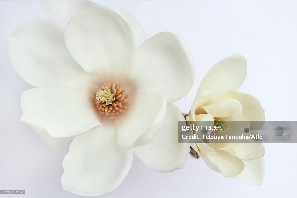 Japanese Magnolia