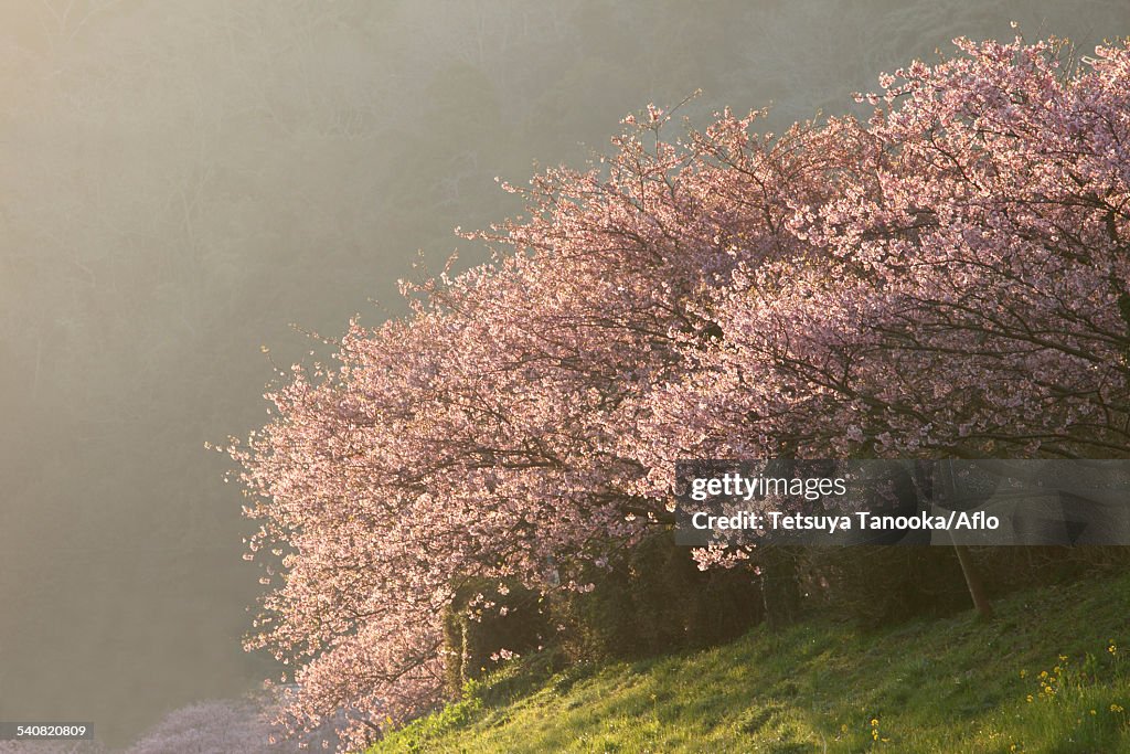 Cherry blossoms