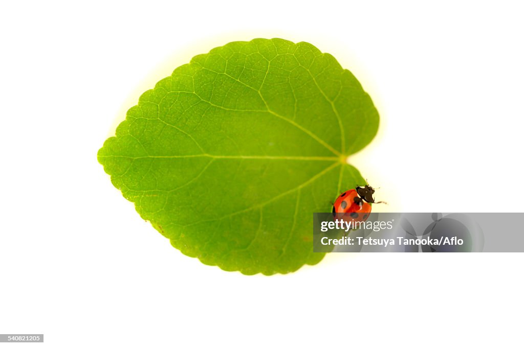 Ladybug on leaf