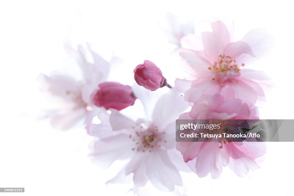 Cherry blossoms