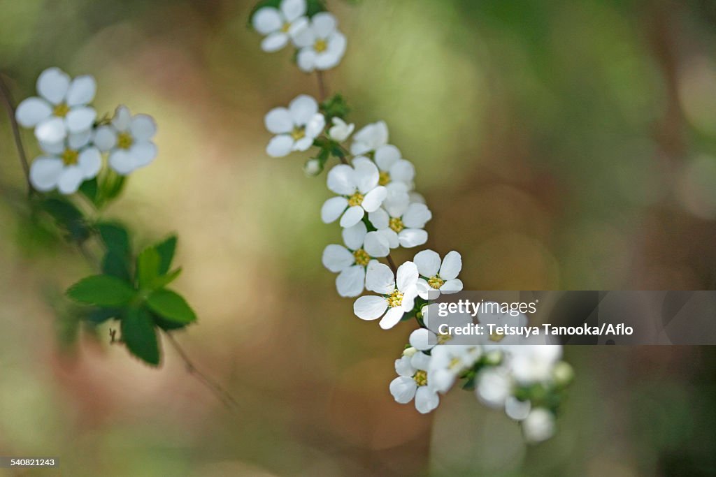 Thunberg Meadowsweet