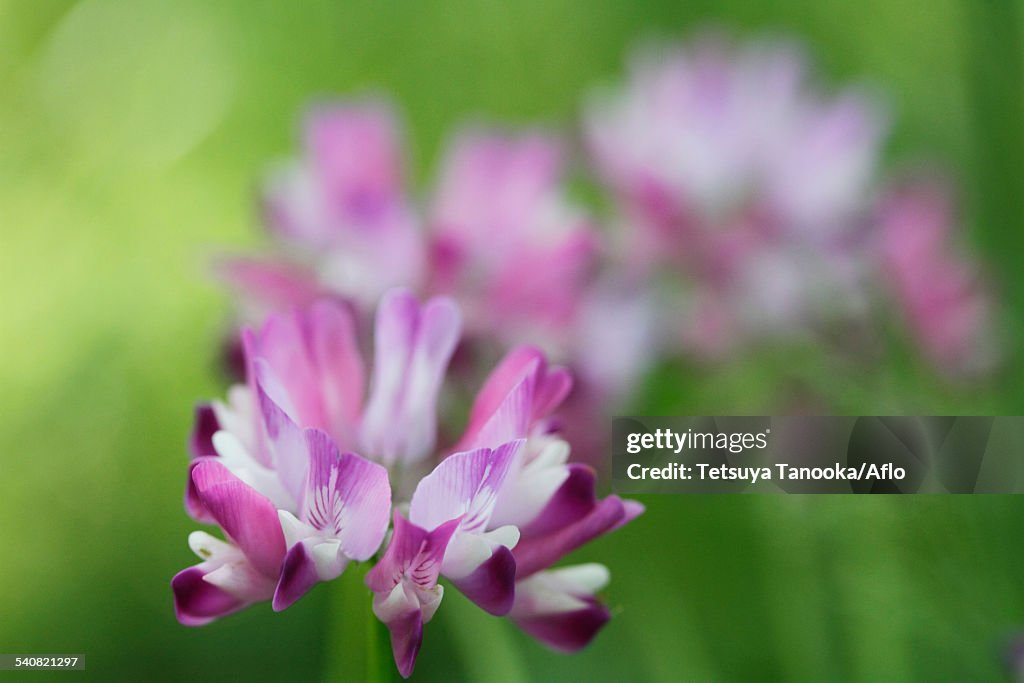 Chinese Milk Vetch