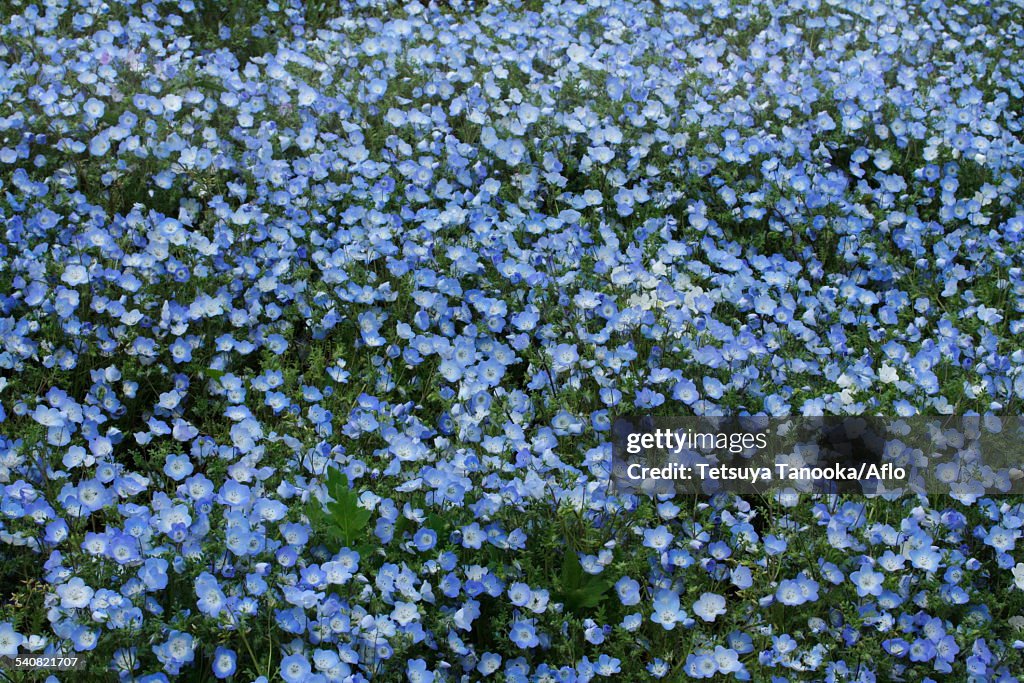 Nemophila