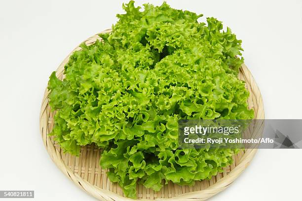 lettuce - feuille de salade fond blanc photos et images de collection
