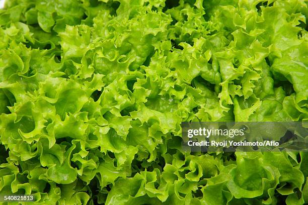 lettuce - feuille de salade fond blanc photos et images de collection