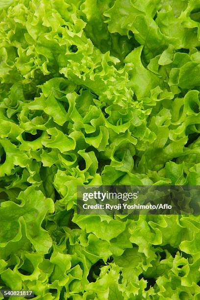 lettuce - feuille de salade fond blanc photos et images de collection