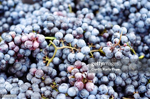 national drink wine day - sangiovese grape stock pictures, royalty-free photos & images