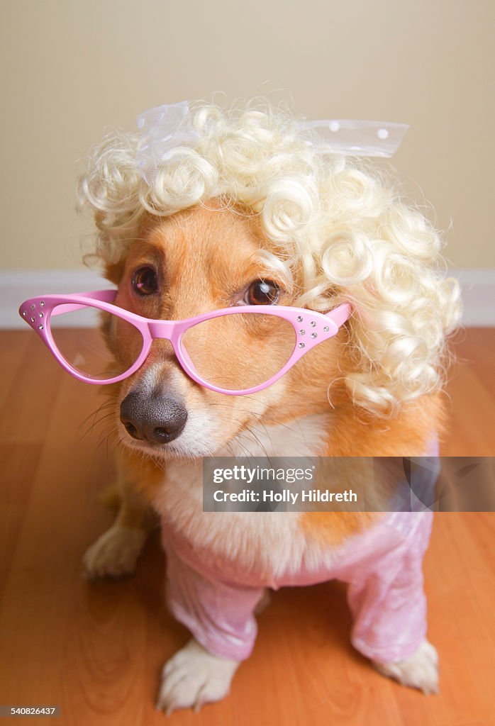 Pets Wearing Glasses