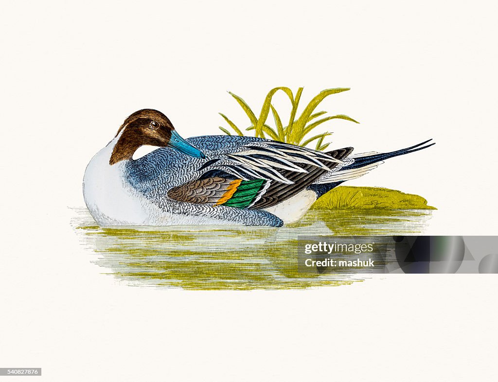 Pintail Duck Waterfowl bird