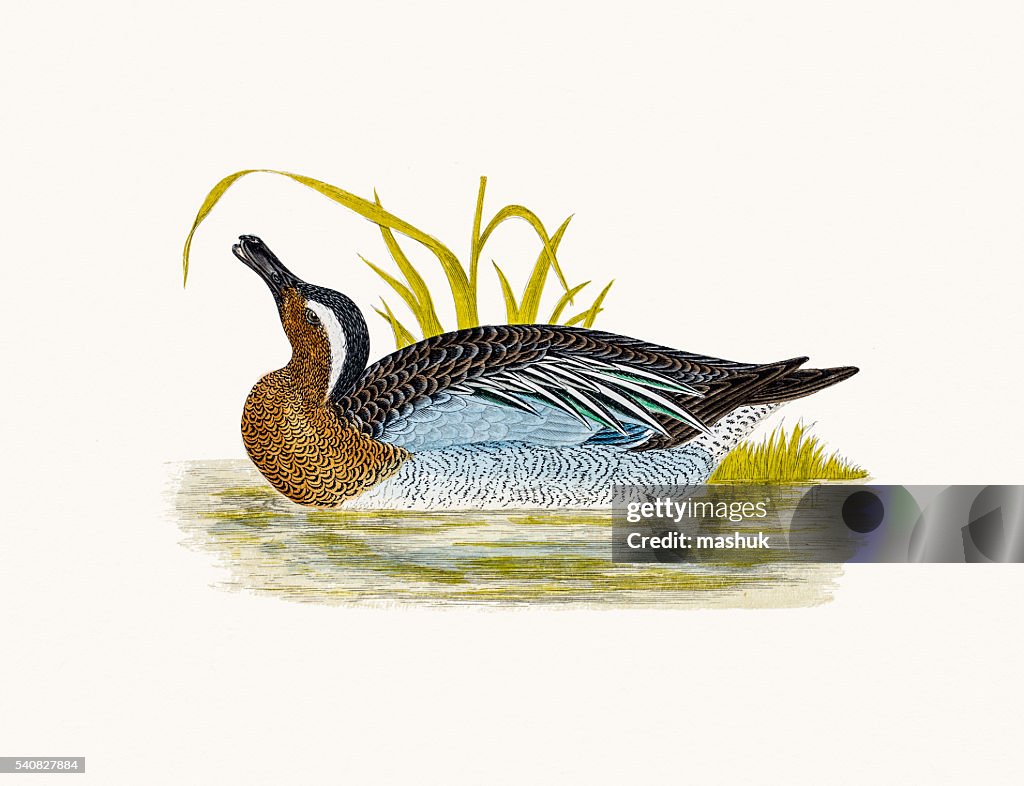 Garganey Duck Waterfowl bird