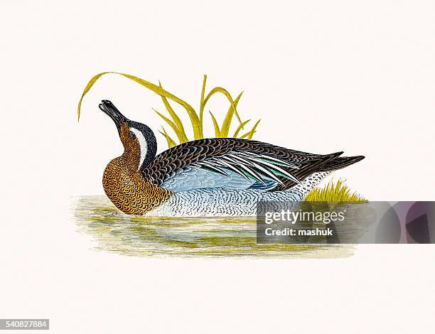 garganey duck waterfowl bird - garganey anas querquedula stock illustrations