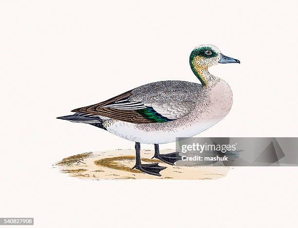 american wigeon duck waterfowl bird - american wigeon stock illustrations