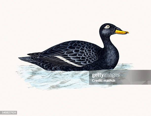 66 Ilustraciones de Pato Sentado - Getty Images 66 Ilustraciones de Pato Sentado - Getty Images