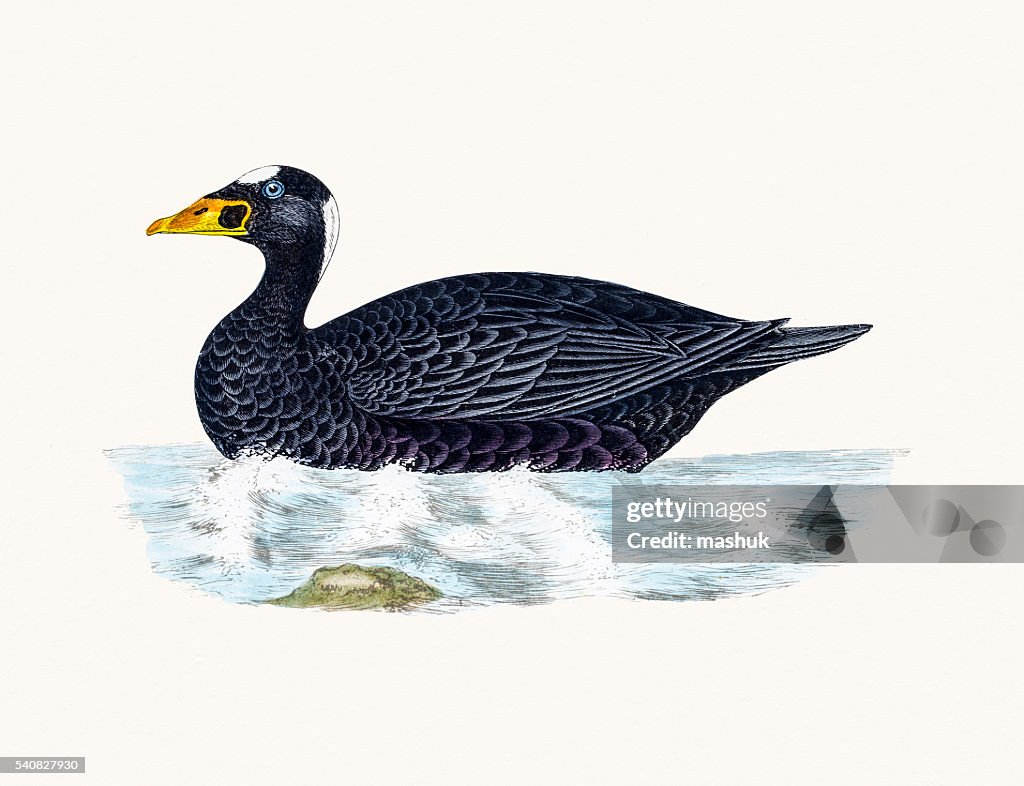 Surf Scoter Sea Duck Waterfowl bird