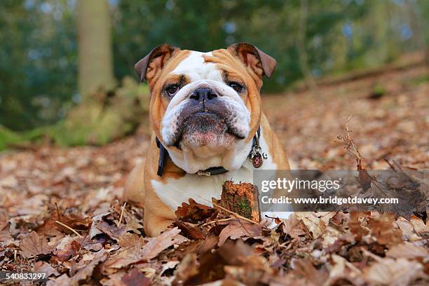 british bulldog laying in autumn leaves - bouledogue anglais photos et images de collection