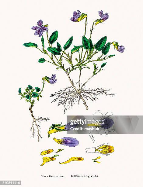alpine violet - viola odorata stock illustrations