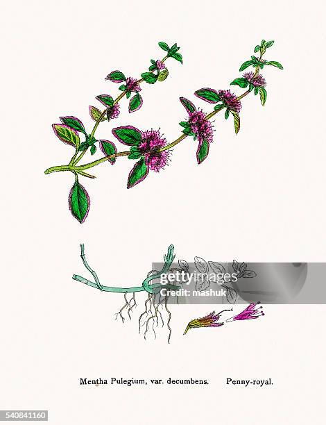 mint plant - peppermint leaf stock illustrations