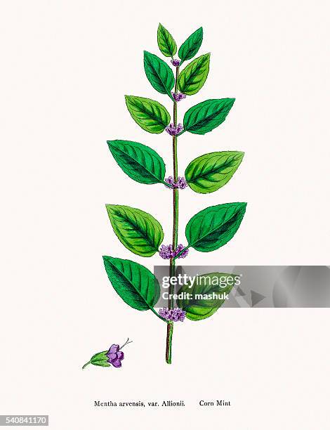 mint plant - peppermint leaf stock illustrations