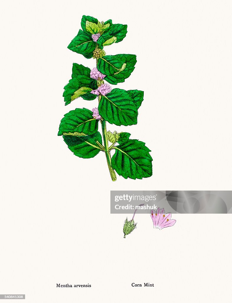 Mint plant