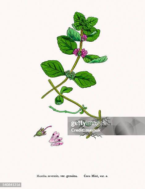 mint plant - peppermint leaf stock illustrations