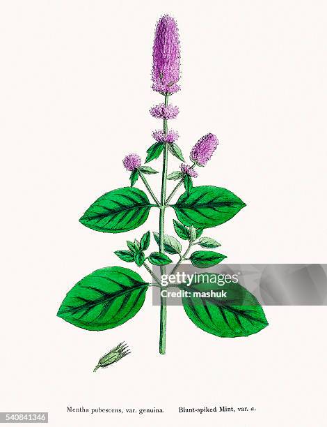 mint plant - peppermint leaf stock illustrations