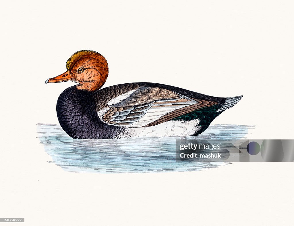 Red Crested Pochard Diving Duck Waterfowl bird
