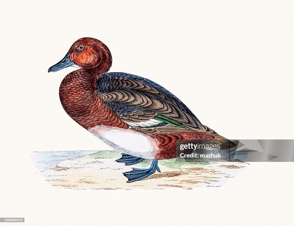 Ferruginous Duck Waterfowl bird