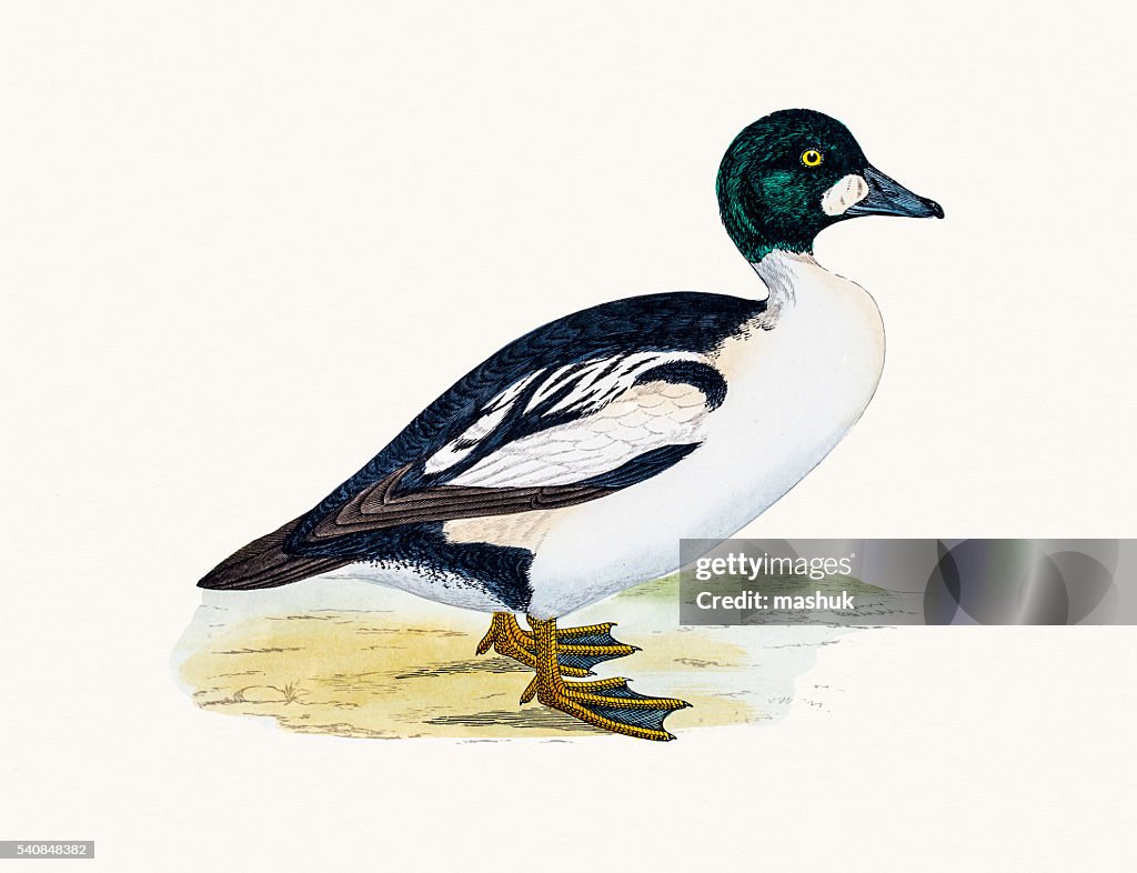 Goldeneye Duck Waterfowl bird