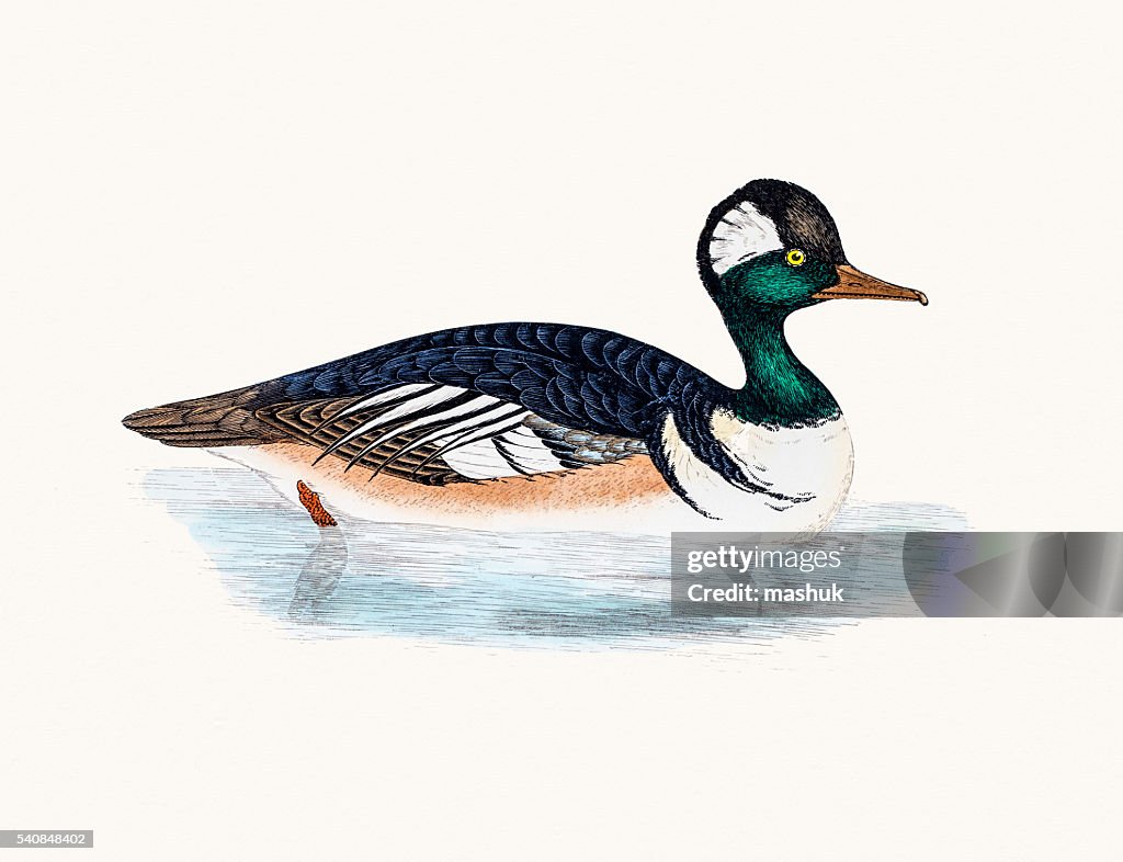 Hooded Merganser Duck Waterfowl bird