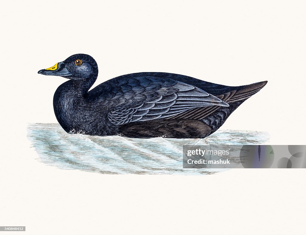 Scoter Duck Waterfowl bird