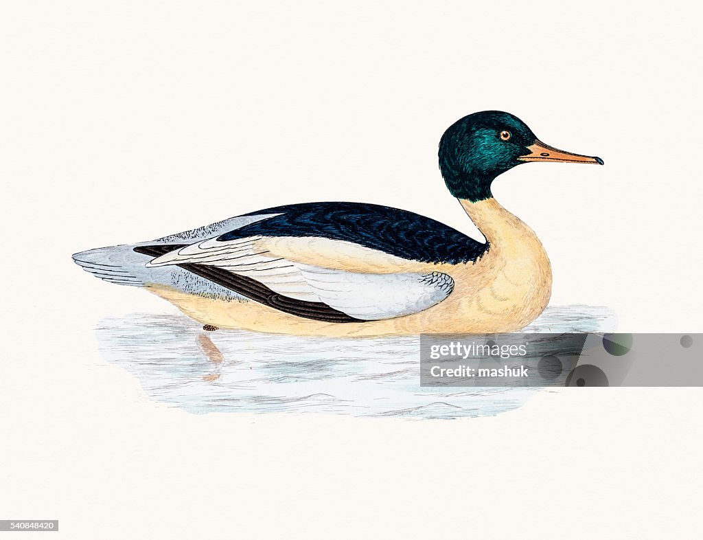Goosander Merganser Duck Waterfowl bird