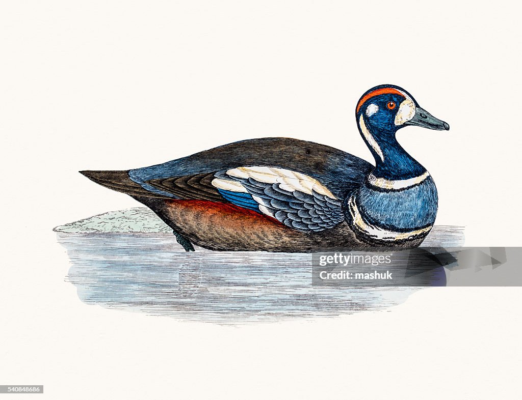 Harlequin Duck Waterfowl bird