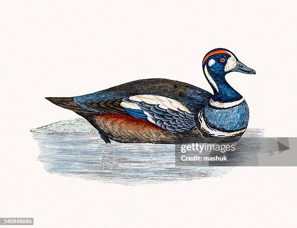 harlequin duck waterfowl bird - harlequin duck stock illustrations