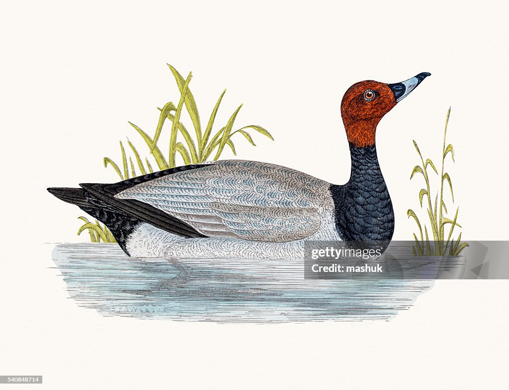 Pochard Duck Waterfowl bird